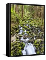 Small Creek with Waterfall, Olympic National Park, Washington, USA-Tom Norring-Framed Stretched Canvas