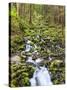 Small Creek with Waterfall, Olympic National Park, Washington, USA-Tom Norring-Stretched Canvas