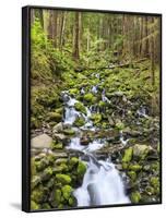 Small Creek with Waterfall, Olympic National Park, Washington, USA-Tom Norring-Framed Photographic Print