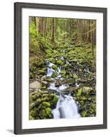 Small Creek with Waterfall, Olympic National Park, Washington, USA-Tom Norring-Framed Photographic Print