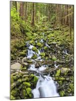 Small Creek with Waterfall, Olympic National Park, Washington, USA-Tom Norring-Mounted Photographic Print