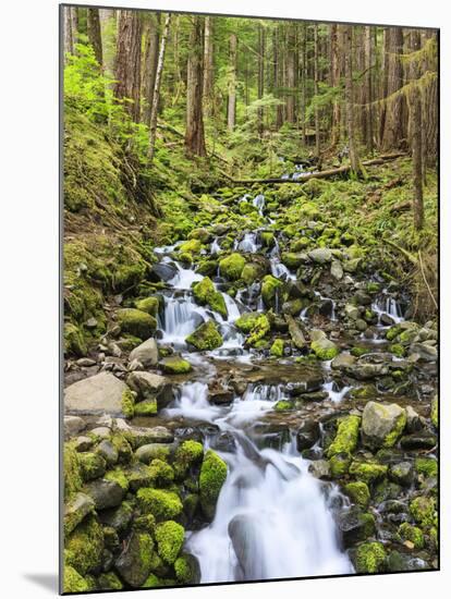 Small Creek with Waterfall, Olympic National Park, Washington, USA-Tom Norring-Mounted Photographic Print