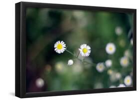 Small Daisies-null-Framed Poster