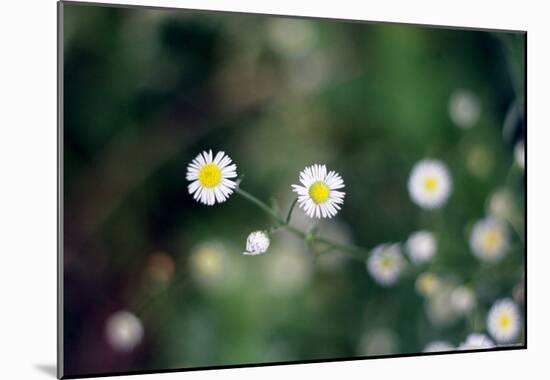 Small Daisies-null-Mounted Poster