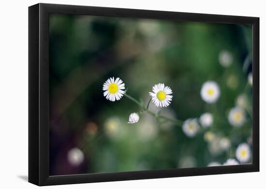 Small Daisies-null-Framed Poster