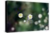 Small Daisies-null-Stretched Canvas