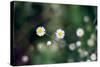 Small Daisies-null-Stretched Canvas