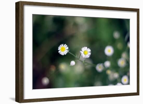 Small Daisies-null-Framed Photo