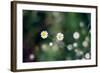 Small Daisies-null-Framed Photo