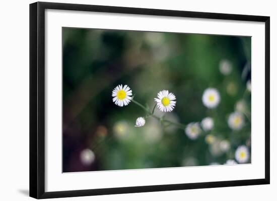 Small Daisies-null-Framed Photo