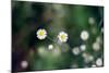 Small Daisies-null-Mounted Photo