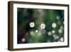 Small Daisies-null-Framed Photo