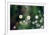 Small Daisies-null-Framed Photo