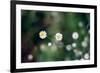 Small Daisies-null-Framed Photo