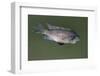 Small Dead Fish Floating on the Pond-Mousedeer-Framed Photographic Print