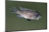Small Dead Fish Floating on the Pond-Mousedeer-Mounted Photographic Print