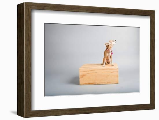 Small Dog, Big World-Susan Sabo-Framed Photographic Print