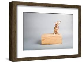 Small Dog, Big World-Susan Sabo-Framed Photographic Print