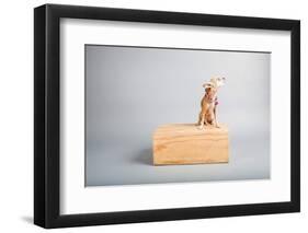 Small Dog, Big World-Susan Sabo-Framed Photographic Print