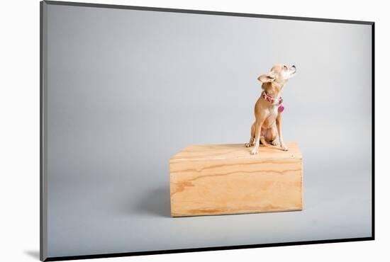 Small Dog, Big World-Susan Sabo-Mounted Photographic Print