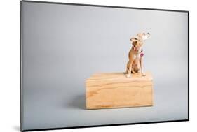 Small Dog, Big World-Susan Sabo-Mounted Photographic Print