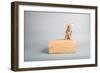 Small Dog, Big World-Susan Sabo-Framed Photographic Print