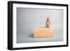 Small Dog, Big World-Susan Sabo-Framed Photographic Print