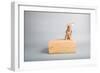 Small Dog, Big World-Susan Sabo-Framed Photographic Print