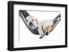 Small Dog Lying in the Hammock-Beate Margraf-Framed Photographic Print