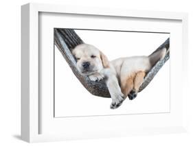 Small Dog Lying in the Hammock-Beate Margraf-Framed Photographic Print