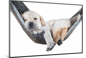 Small Dog Lying in the Hammock-Beate Margraf-Mounted Photographic Print