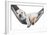 Small Dog Lying in the Hammock-Beate Margraf-Framed Photographic Print