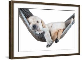 Small Dog Lying in the Hammock-Beate Margraf-Framed Photographic Print