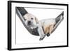 Small Dog Lying in the Hammock-Beate Margraf-Framed Photographic Print