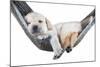 Small Dog Lying in the Hammock-Beate Margraf-Mounted Photographic Print