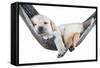Small Dog Lying in the Hammock-Beate Margraf-Framed Stretched Canvas