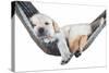 Small Dog Lying in the Hammock-Beate Margraf-Stretched Canvas