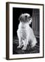 Small Dog Sitting-Tim Kahane-Framed Photographic Print