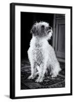 Small Dog Sitting-Tim Kahane-Framed Photographic Print