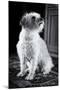 Small Dog Sitting-Tim Kahane-Mounted Photographic Print