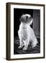 Small Dog Sitting-Tim Kahane-Framed Photographic Print