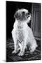 Small Dog Sitting-Tim Kahane-Mounted Photographic Print