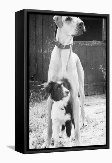Small Dog Standing under Great Dane-null-Framed Stretched Canvas