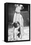 Small Dog Standing under Great Dane-null-Framed Stretched Canvas