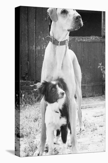 Small Dog Standing under Great Dane-null-Stretched Canvas