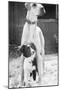 Small Dog Standing under Great Dane-null-Mounted Photographic Print