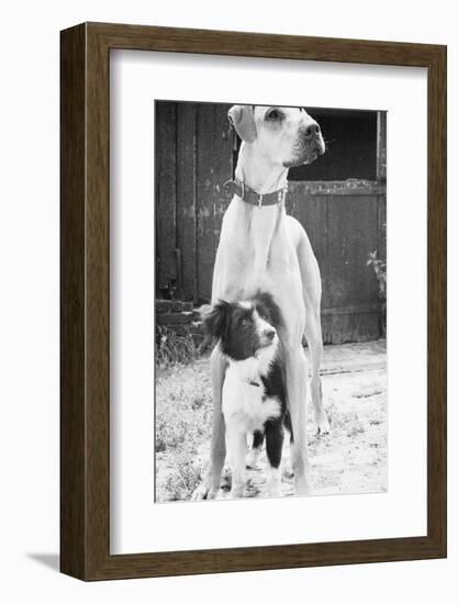 Small Dog Standing under Great Dane-null-Framed Photographic Print