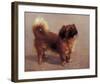 Small Dog-Charles Spencelayh-Framed Premium Giclee Print