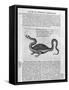 Small Dragon, 1678-Athanasius Kircher-Framed Stretched Canvas
