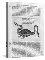 Small Dragon, 1678-Athanasius Kircher-Stretched Canvas